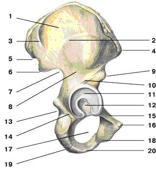 Седалищный бугорок (ischial tubercle) Тазовая кость (вид снаружи): 1 - крыло подвздошной кости; 2 - передняя ягодичная линия; 3 - задняя ягодичная линия; 4 - верхняя передняя подвздошная ость; 5 - верхняя задняя подвздошная ость; 6 - нижняя задняя подвздошная ость; 7 - большая седалищная вырезка; 8 - нижняя ягодичная вырезка; 9 - нижняя передняя подвздошная ость; 10 - тело подвздошной кости; 11 - полулунная поверхность; 12 - вертлужная впадина; 13 - малая седалищная вырезка; 14 - тело седалищной кости; 15 - верхняя ветвь лобковой кости; 16 - лобковый бугорок; 17 - запирательное отверстие; 18 - нижняя ветвь лобковой кости; 19 - седалищный бугор; 20 - ветвь седалищной кости